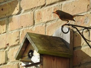 Robin ousted by Blue Tits, by Trevor Daniels