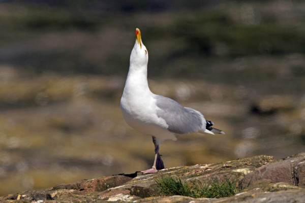 Herring Gull. John Harding.