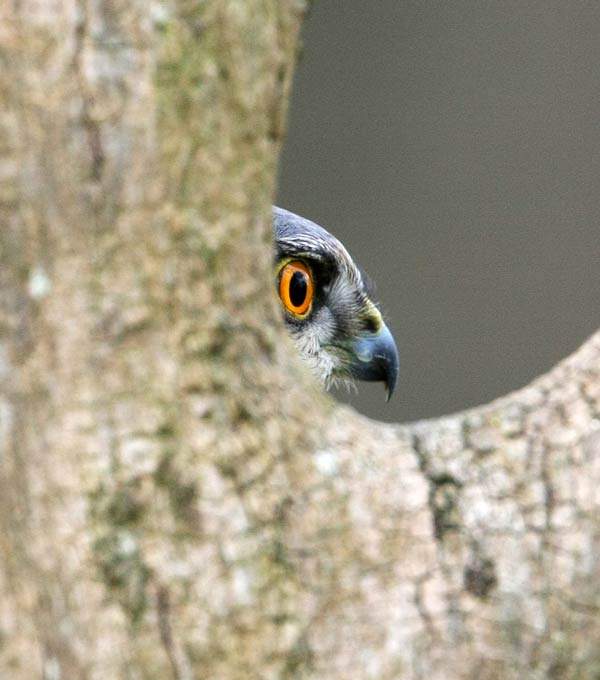 Sparrowhawk. Jill Pakenham