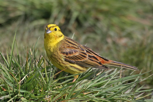 Yellowhammer. Jill Pakenham