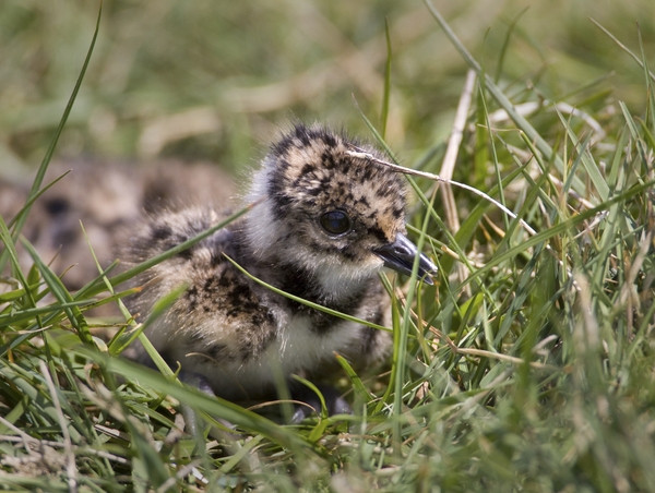 Lapwing chick. Photograph by Liz Cutting