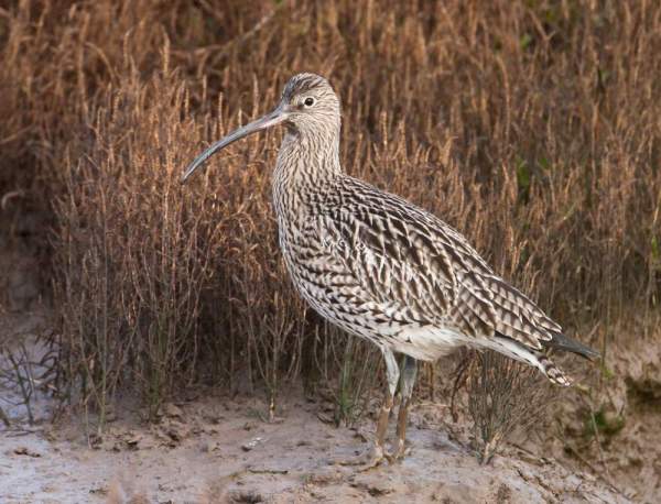 Curlew. Ed Drewitt