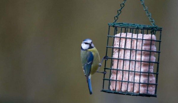 Blue Tit. Paul Newton