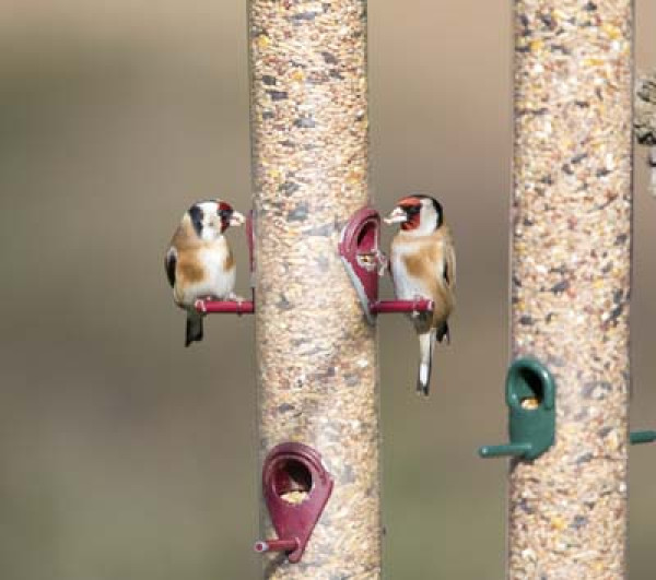 Goldfinches by Paul Newton