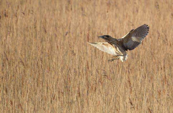 Bittern. Paul Newton