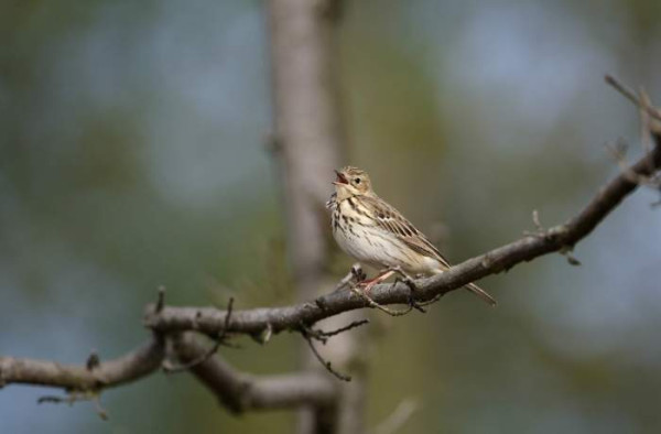 Tree Pipit. Graham Catley