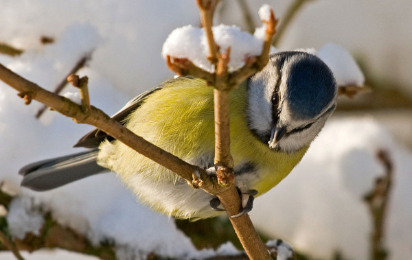 Blue Tit. John Flowerday