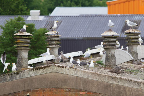 Urban-nesting gulls. Edmund Fellowes.