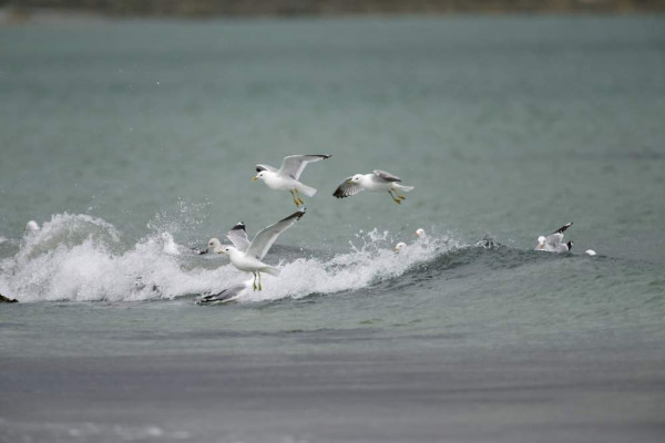 Common Gulls. Edmund Fellowes.