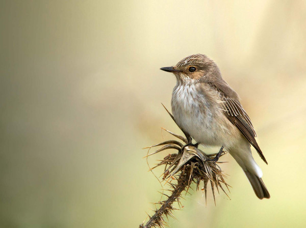 Spotted Flycatcher. Photograph by Jamie MacArthur