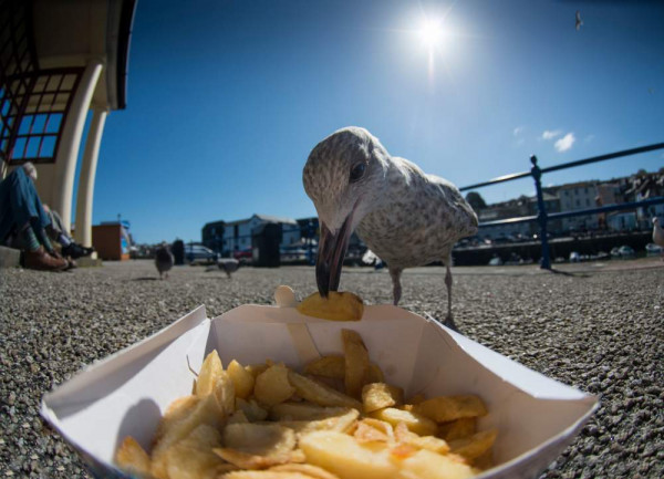 Herring Gull. Beth Arkwright.