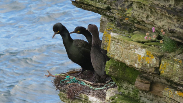 European Shags with plastic pollution. Nina O'Hanlon