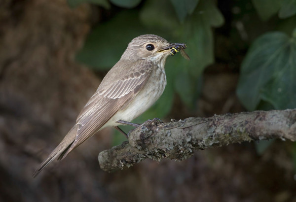 Spotted Flycatcher. Liz Cutting / BTO