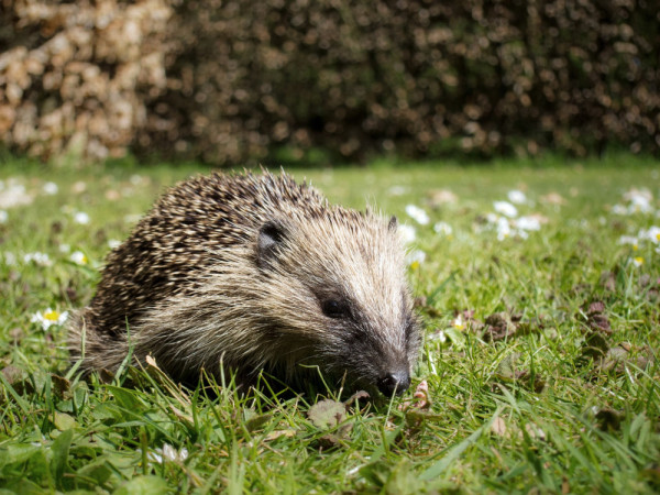 Hedgehog. Sarah Kelman