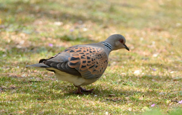 Turtle Dove. Adam Jones / BTO