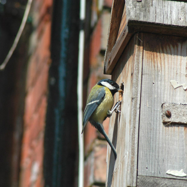 Great Tit with nest box. David Waistell