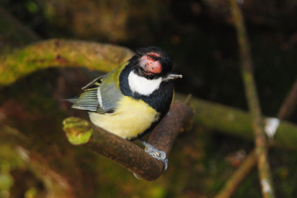 Great Tit with pox, Tommy Holden