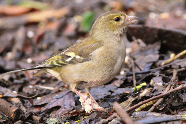 Chaffinch with scaly foot. Tommy Holden