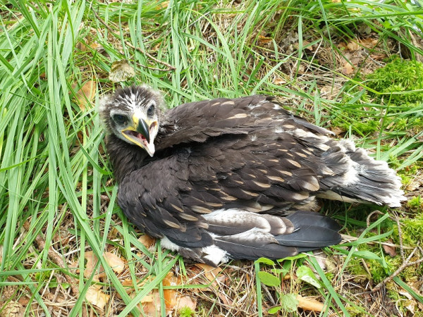 Greater Spotted Eagle Chick. Adham Ashton-Butt