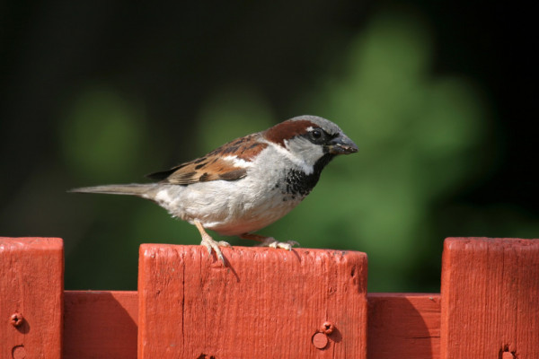 House Sparrow, John Harding