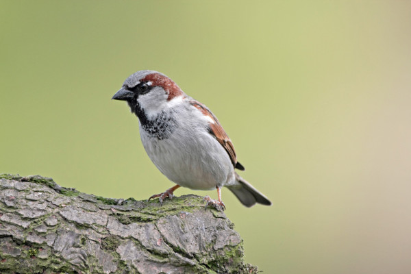 House Sparrow. John Harding / BTO