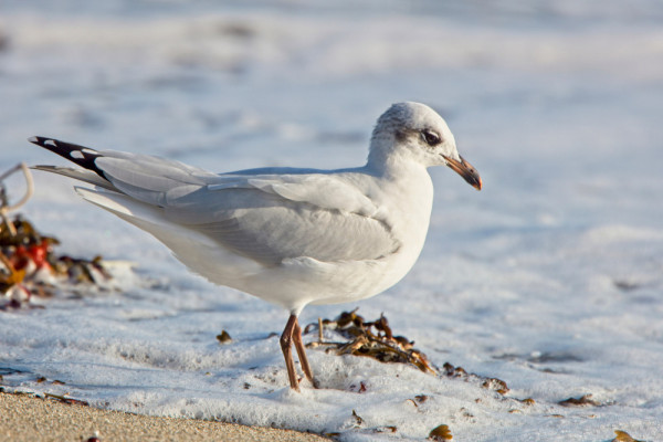 2nd Winter Mediterranean Gull, Cornwall. Tony Mills / stock.adobe.com