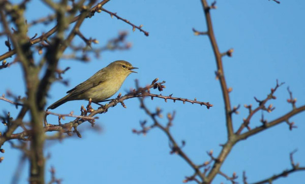 Chiffchaff. Luke Hawkins