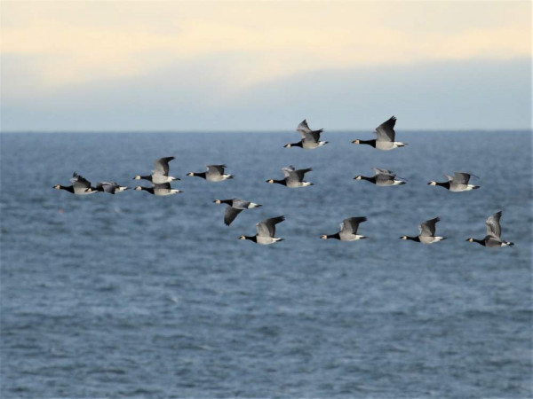 Barnacle Geese. Luke Hawkins