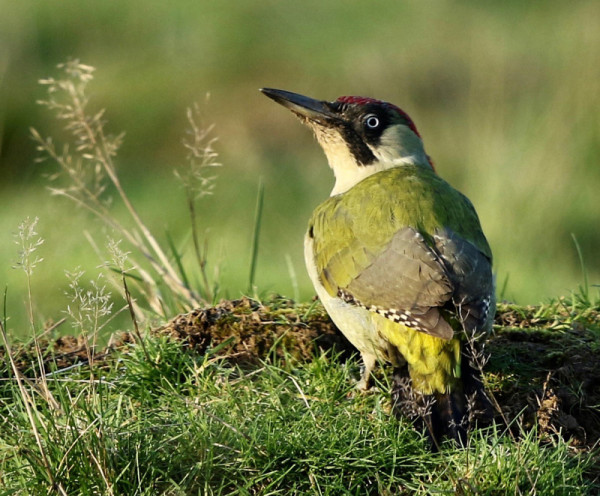 Green Woodpecker. Frank Gardner