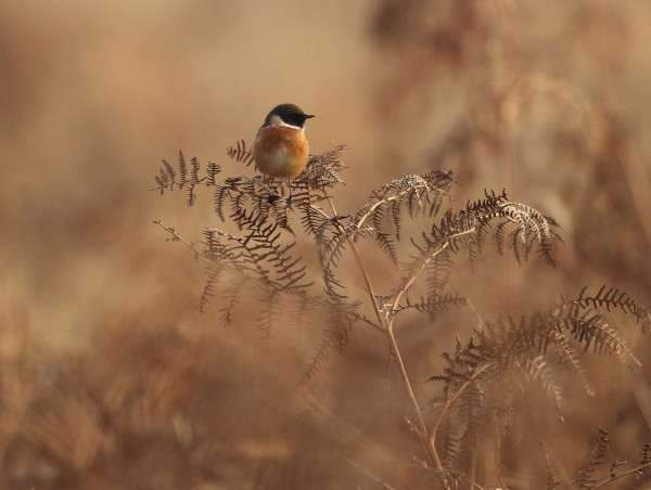 Stonechat. Frank Gardner