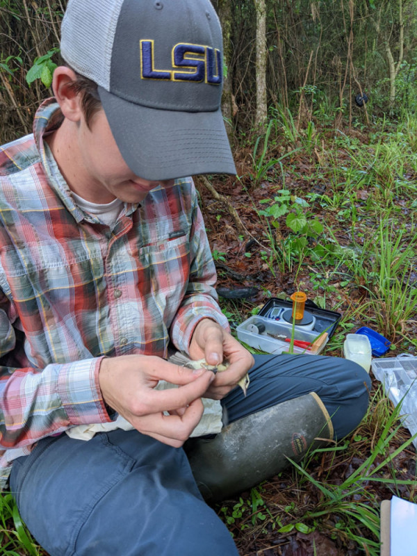 A researcher removes a tracking device from a Swainson’s Warbler as part of a migration study. Rebecca Heisman