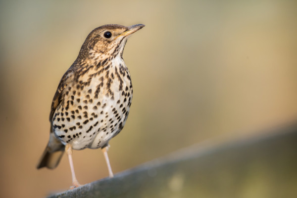 Song Thrush. makesandtakes / stock.adobe.com