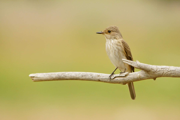 Spotted Flycatcher (by Szymon Bartosz / Adobe Stock)