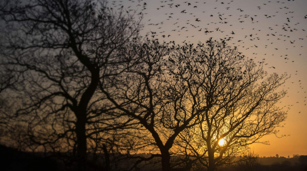 Starling. Laura Kuselska