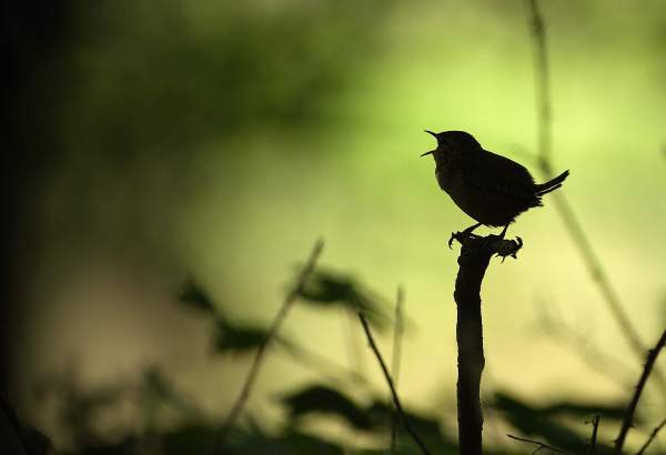 Wren. Phillip Kirk