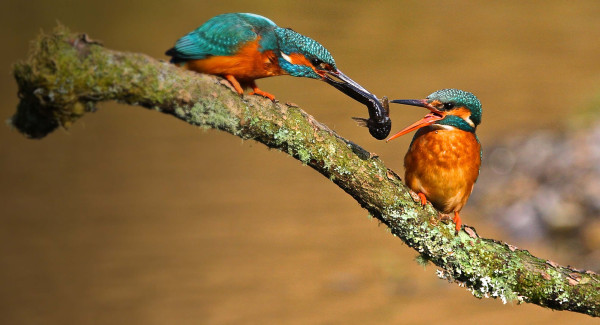 Kingfisher. Gordon Yates