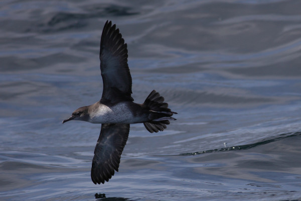 balearic_shearwater_isbg.jpeg