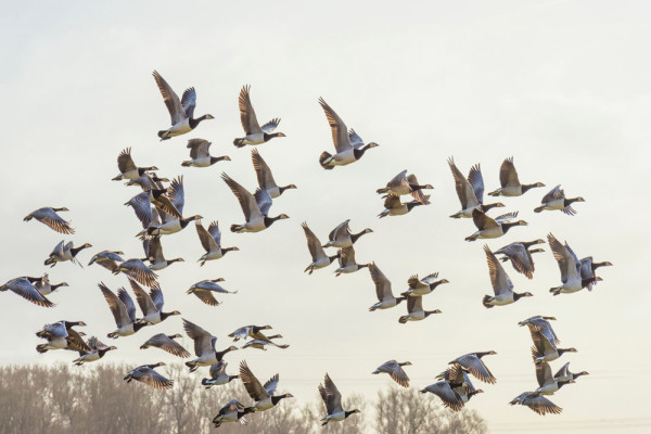 Barnacle Geese. Naj / stock.adobe.com