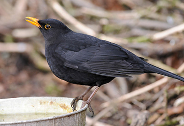 Blackbird. Photograph by Tommy Holden