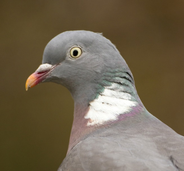 Woodpigeon by John Harding/BTO