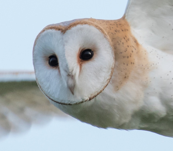 Barn Owl by Matt Hazleton