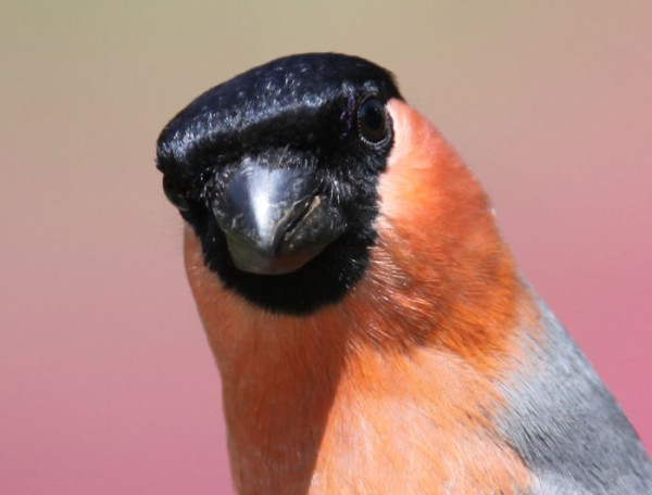 Bullfinch by Edwyn Anderton