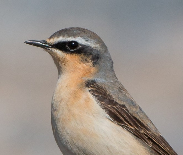 Wheatear by Stuart Gillies