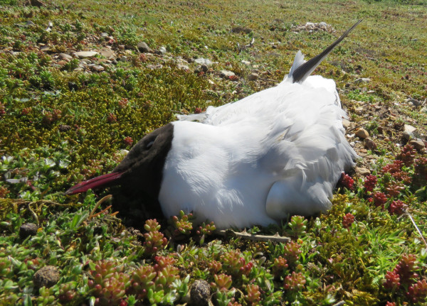 Black-headed Gull, Dawn Balmer / BTO