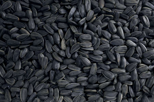 Black sunflower seed. Dasha@adobestock