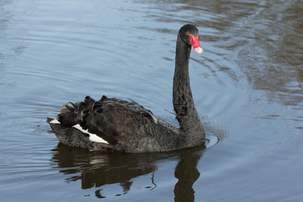 Black Swan. Edmund Fellowes / BTO