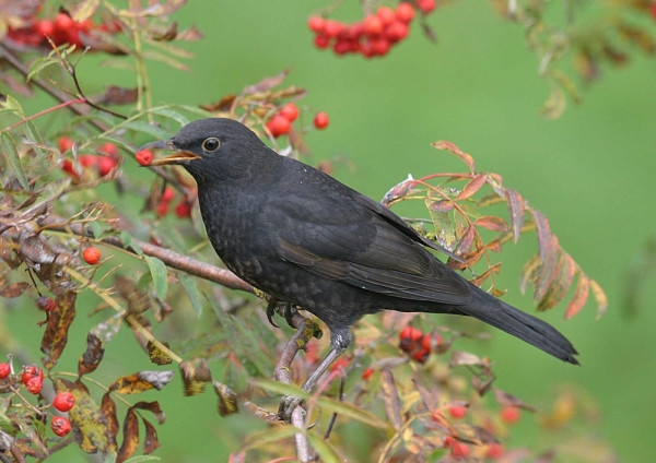 Blackbird. John Harding