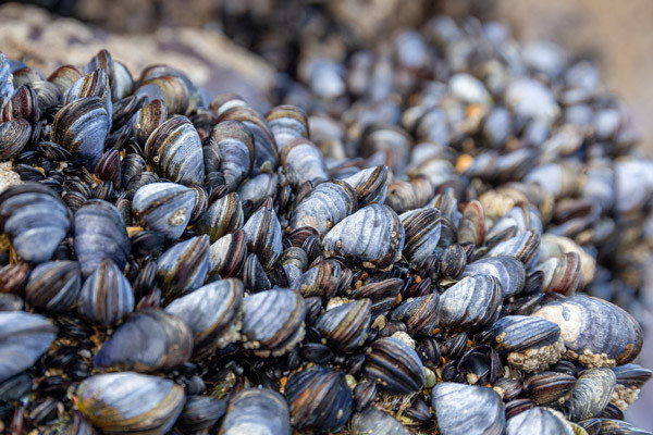 Blue Mussels Mytilus edulis. magicbones / stock.adobe.com