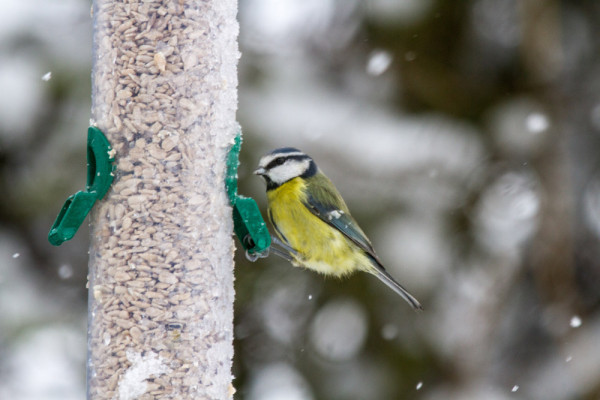 Blue Tit. Ian Sherrifs