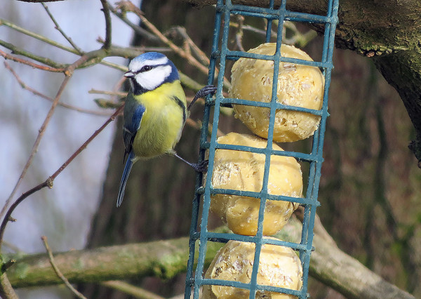 Blue Tit on sunflower heart fat balls